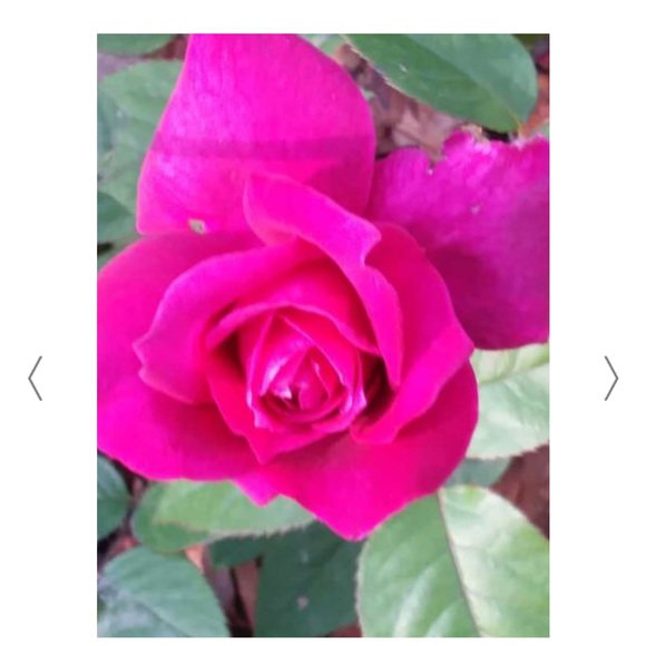 Meet your Posher, Ladybug - Picture 2 of 7